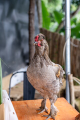 Big chicken stand nicely