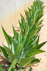 Obraz premium Aligned Agave cocuy Trelease Maguey Plants