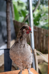 Big chicken stand nicely