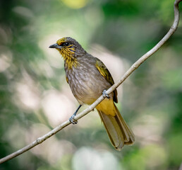 Stripe-throated Bulbul is clinging to a branch in the forest