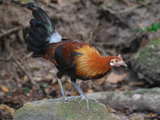 Wild chickens are walking around looking for food