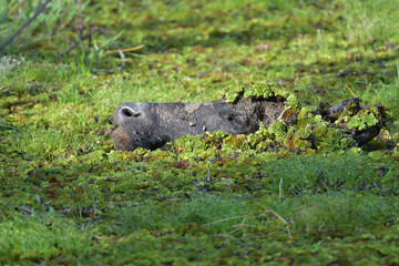 Buffalo with birds perched in a pond with green algae