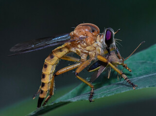 Robber fly, t is a family of bandit flies, also known as killer flies. They are powerfully formed. They fly long feathers with short and strong spines surrounding the sharp hypochondriac