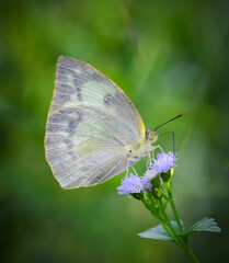 Beautiful butterfly and purple wildflowers