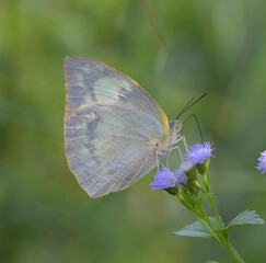 Beautiful butterfly and purple wildflowers