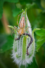 triped lynx spider, hunting for worms to eat