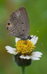 Beautiful butterfly and yellow flower