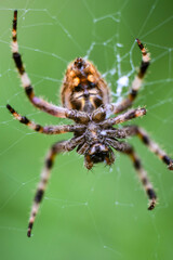 Under the belly of spiders spinning web