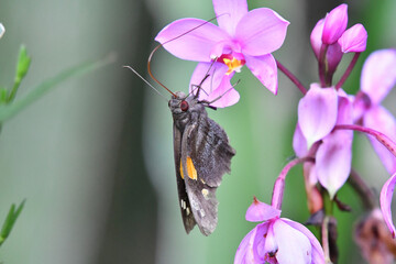 The giant redeye and the pink flower