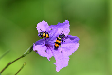 Fototapeta premium Greater banded beetle