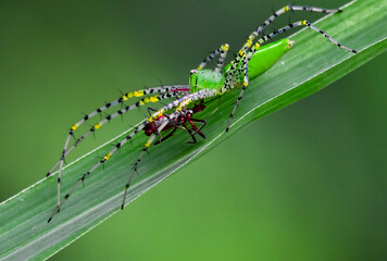 lean lynx spider Feeding on prey