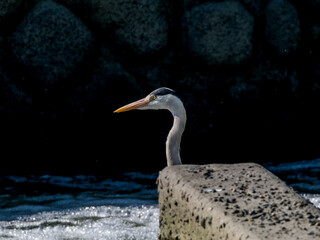 水辺のアオサギ