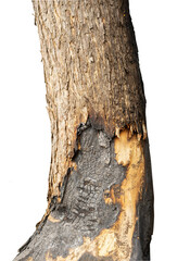 Fototapeta premium The tree trunk was half burned