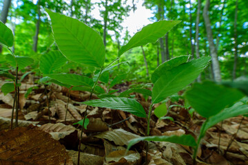 Fototapeta premium ブナ林の若葉