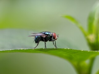 Green fly on leaf with blur background