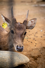Close up view of beautiful deer