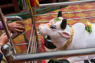 Darjeeling,West Bengal,India-11.08.2023: Nandi , Nandikeshvara or Nandideva, is the bull vahana of Hindu god Shiva is being worshipped at Mahakal Mandir, malgamation of Hindu and Buddhist religions.