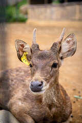 Close up view of beautiful deer
