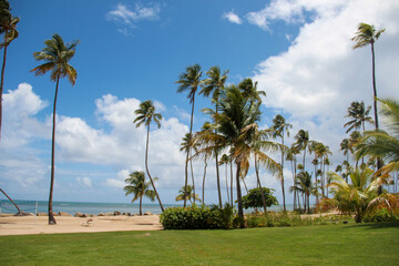 palm trees on the beach