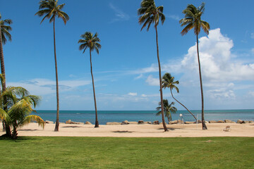 palm trees on the beach