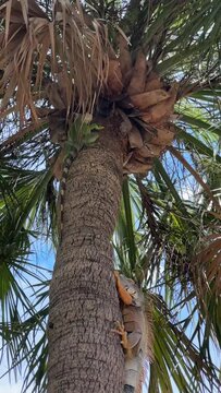 Iguana on palm tree in South Florida Miami Beach USA