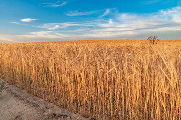 A field of ripe wheat and a blue sky with clouds.