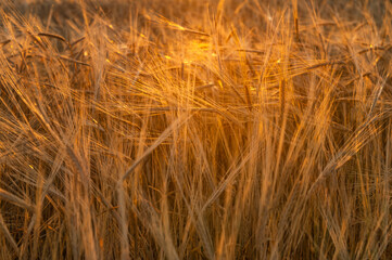 Grain field background. Ears of wheat in the wind at sunset close-up, selective focus. Sun rays, golden hour.