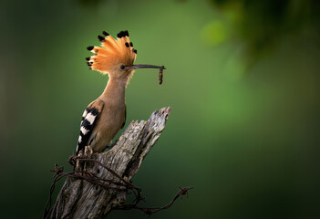 Eurasian hoopoe bird feeding juvenile ( Upupa epops )