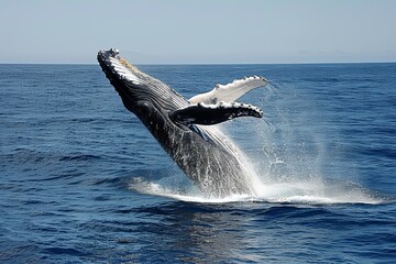 Fototapeta premium A gentle whale breaches the ocean surface, creating a spectacular splash against the backdrop of a vast, open sea and a distant horizon