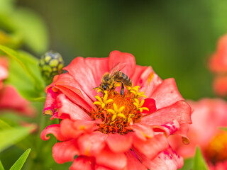 A bee collects nectar from Red marigolds flower in the garden in summer close-up.