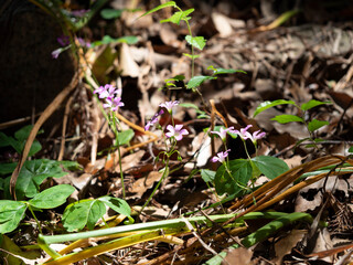 野原に咲くムラサキカタバミ