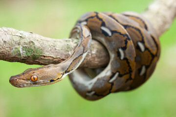 Phyton, The Big Sanca From Borneo 