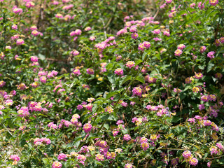 河川敷に咲いたランタナ