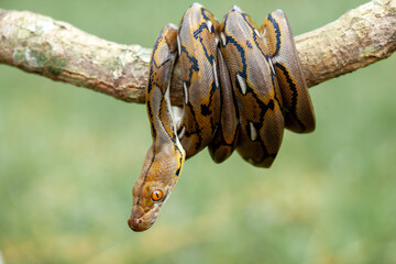Phyton, The Big Sanca From Borneo 