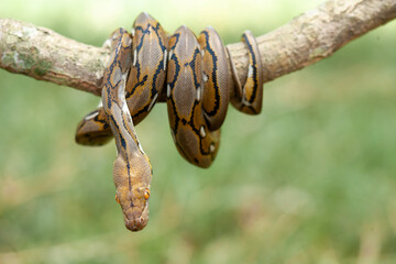 Phyton, The Big Sanca From Borneo 