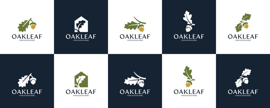collection of creative logo oak leaves and acorns , squirrel , natural ecosystem , protection , logo design vector.