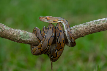 Phyton, The Big Sanca From Borneo 