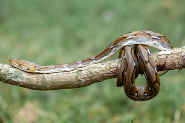 Phyton, The Big Sanca From Borneo 