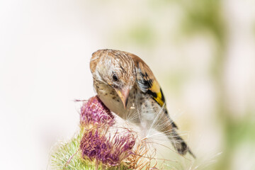 European goldfinch with juvenile plumage, feeding on the seeds of thistles. Carduelis carduelis.