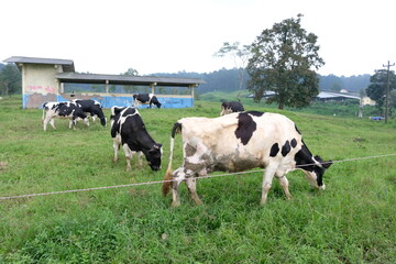 cows on a meadow