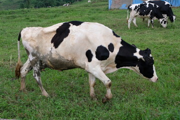 black and white cow