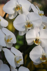 white orchid flower