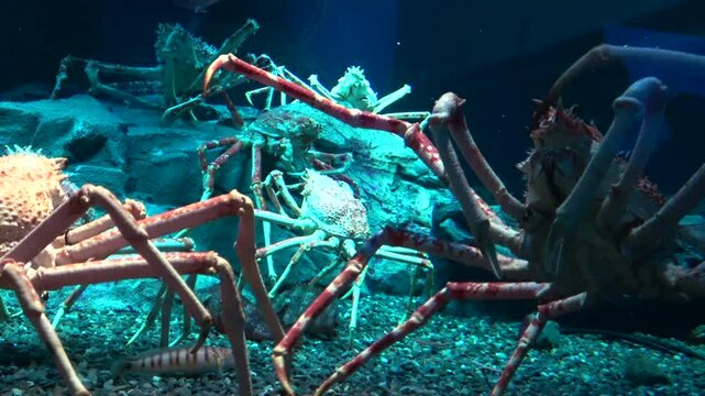 Two Japanese giant spider crabs fighting underwater and the others watching over. 4K