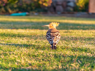 Eurasian hoopoe or Common hoopoe (Upupa epops) bird close-up on natural green grass background © Dmitrii Potashkin
