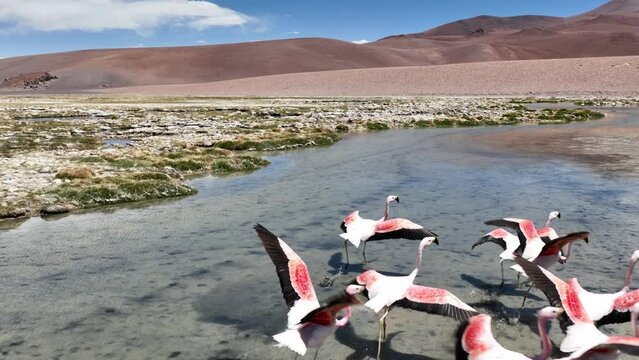 Atacama desert in Chile. Aerial view of pink flamingos in natural habitat at Atacama, Calama,  Antofagasta, desert and Salar.
