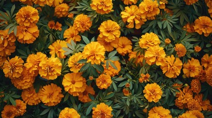 Mexican Marigold flower in full frame view