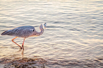 A heron hunting in the sea. Grey heron on the hunt