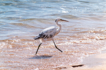 White Western Reef Heron (Egretta gularis) at Sharm el-Sheikh beach, Sinai, Egypt