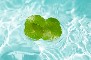 Centella asiatica leaves in blue water