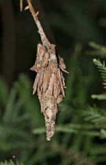Bagworm cocoon Thyridopteryx ephemeraeformis insect nature Springtime pest control.
